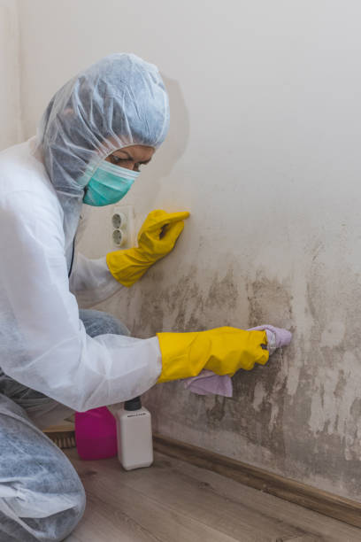 Professional Mold Removal in El Rio, CA